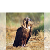 گونه کرکس سیاه Eurasian Black Vulture